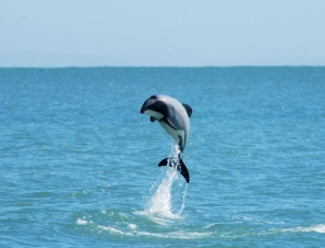 Hectors Dolphin in Akaroa Harbour